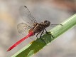 Orthetrum villosovittatum male-3277